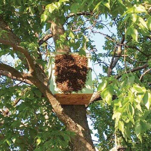 Embracing a New Solution for Keeping Bees